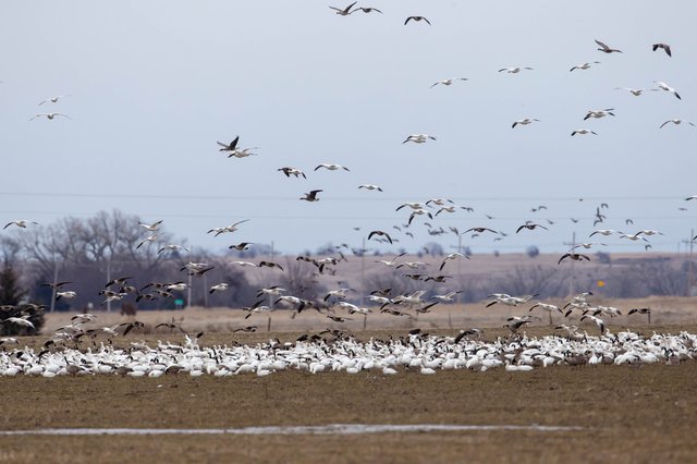 Geese In Kansas Avian flu detected in Kansas' wild birds - Great Bend Tribune