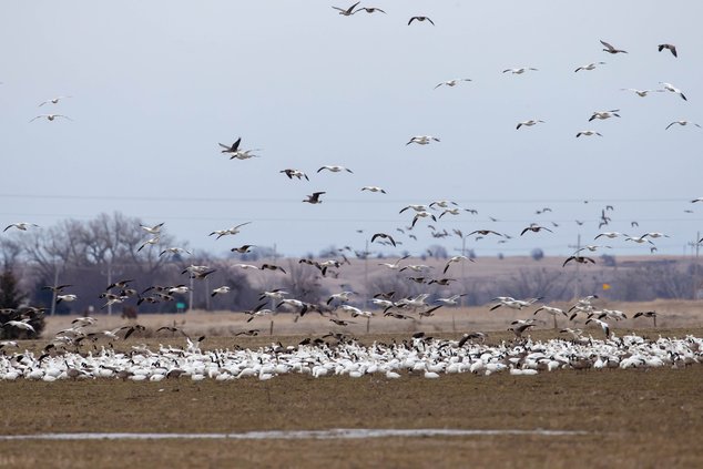 show geese at Cheyenne Bottoms