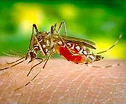 mosquito
