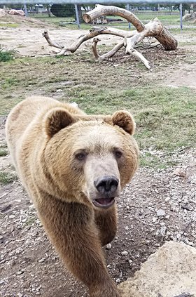 winnie-zoo-2023