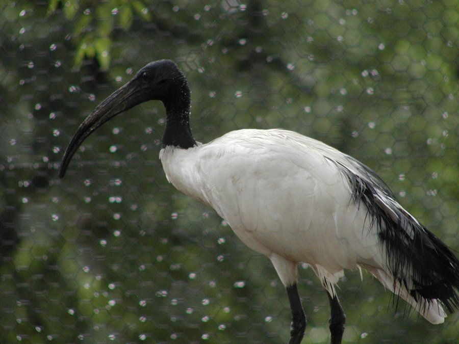 Zoo News: Celebrate World Bear Day 2023 - Great Bend Tribune