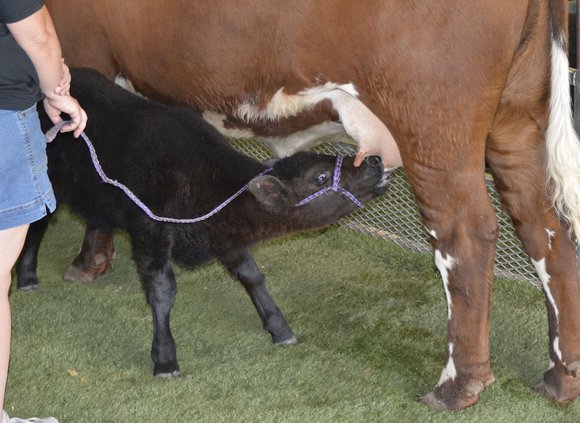 calfSnack23