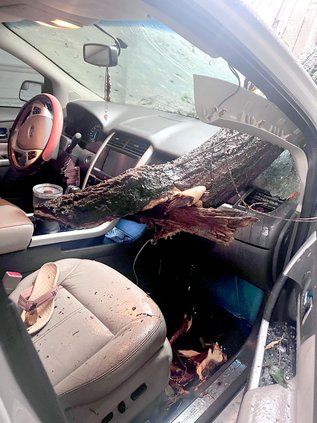 tree smashes car 2023