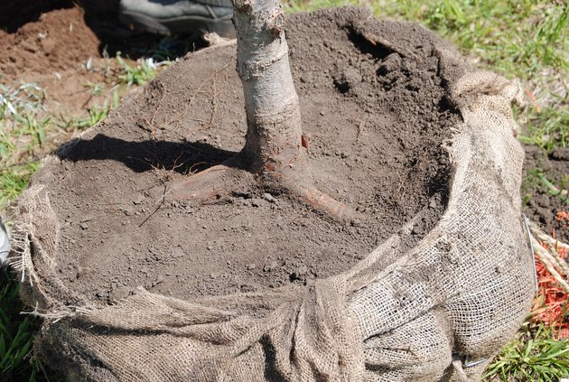 loc_lgp_myerscolumnpic