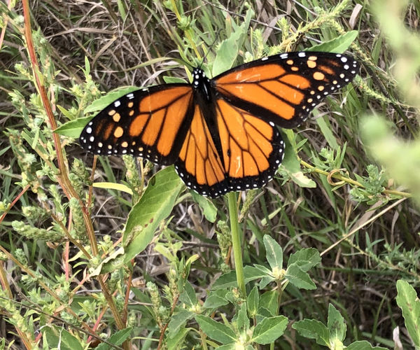 Tagged Monarch Butterfly