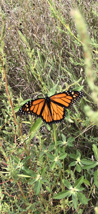 Tagged Monarch Butterfly