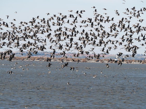 loc_lgp_marshmusingspic