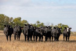 Cattle