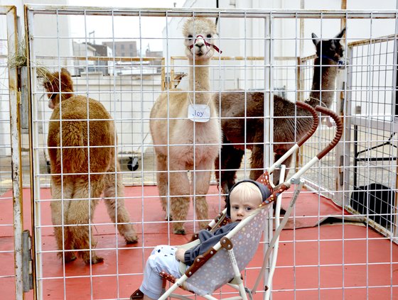 Little Tykes Alpacas