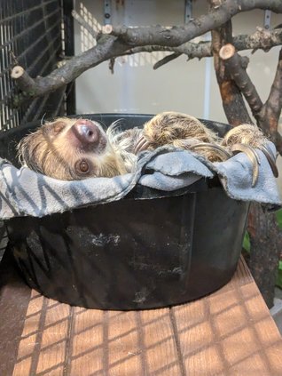 2-toed-sloth