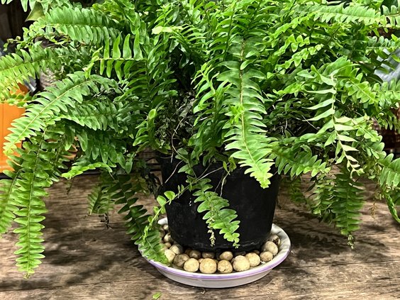 loc_lgp_myerscolumnpic