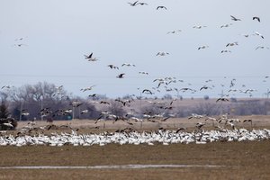 Snow geese at the Bottoms