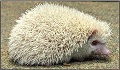 hedgehog