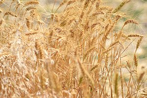 Wheat stand