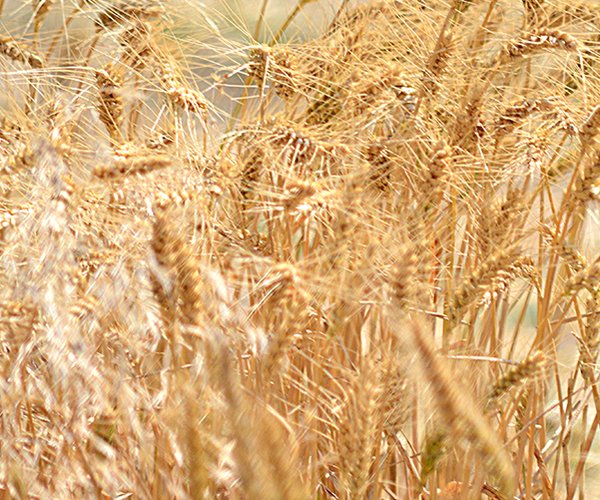 Wheat stand