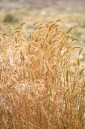 Wheat stand