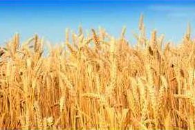 wheat crop.psd