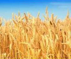 wheat crop.psd