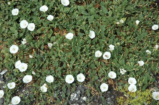 Managing weeds in the garden