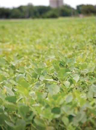 Soybean growers invited to apply for board seat