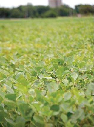 new deh soybean main pic web