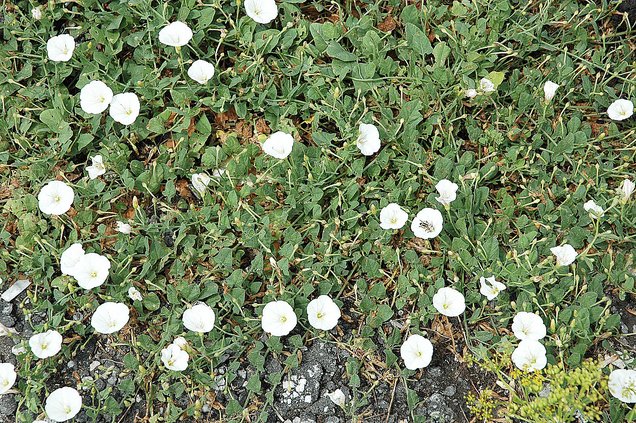 loc_lgp_myerscolumnpic