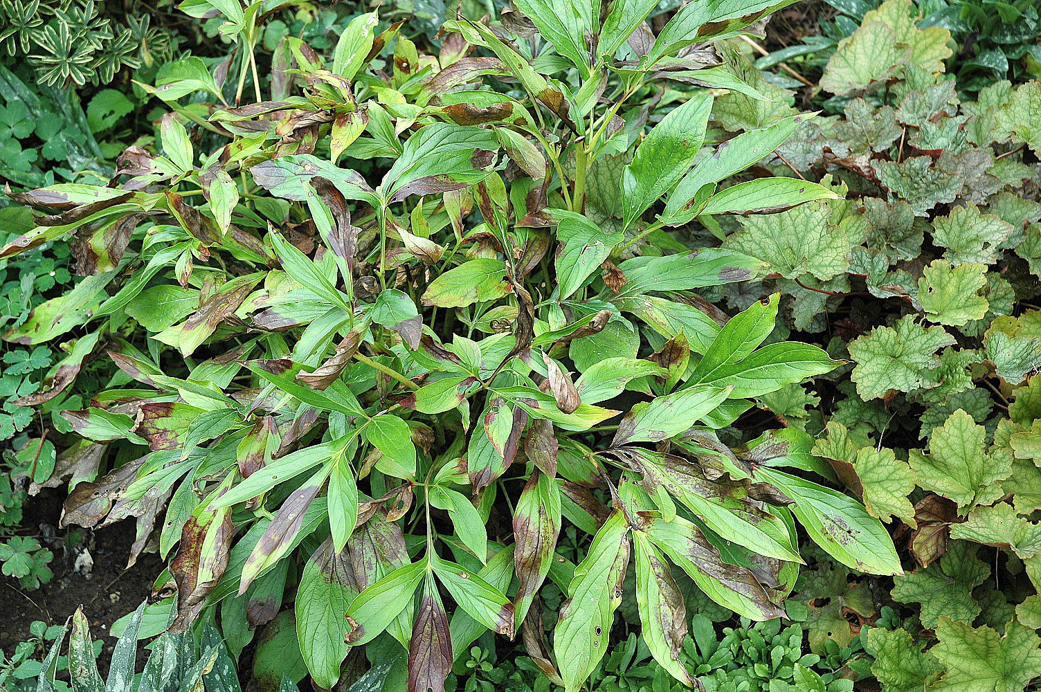 Disposing of problem plant debris Great Bend Tribune