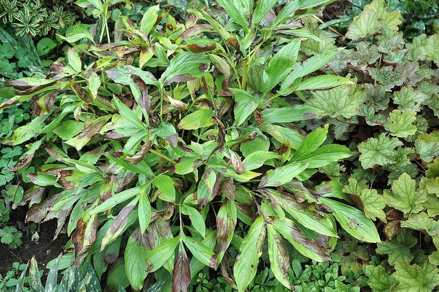 loc_lgp_myerscolumnpic