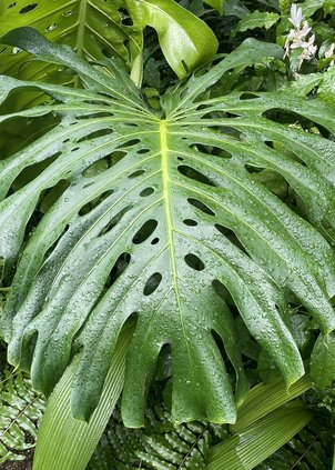 loc_lgp_myerscolumnpic