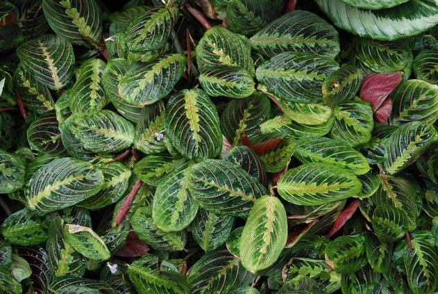 loc_lgp_myerscolumnpic