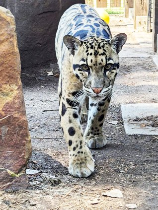 clouded leopard