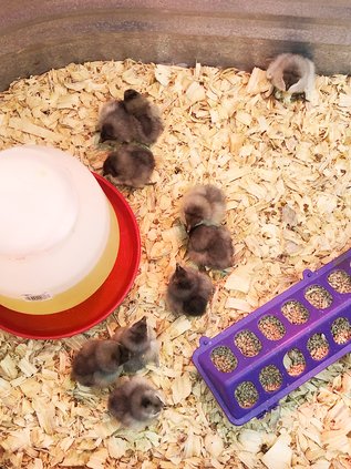 Chicks 2025