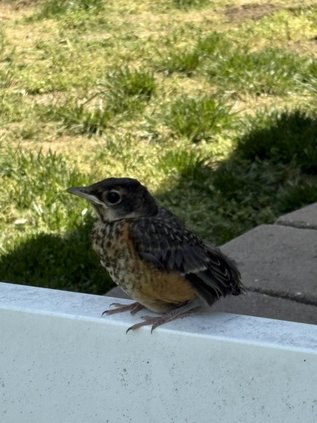 robbin at zoo