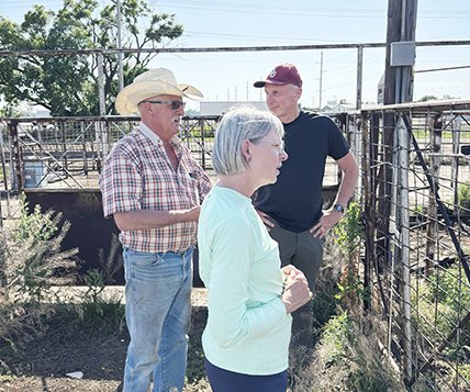 processing cattle with TR