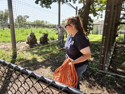 bears and fence