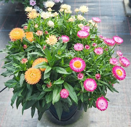 loc_lgp_myerscolumnpic