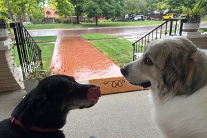 Caddy and Harley