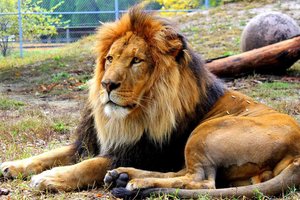 luke the lion 2025