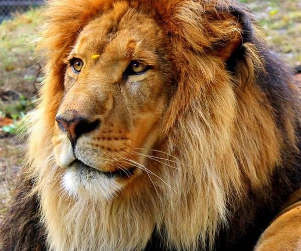 luke the lion 2025