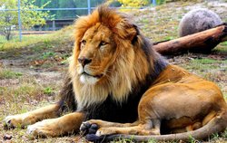 luke the lion 2025