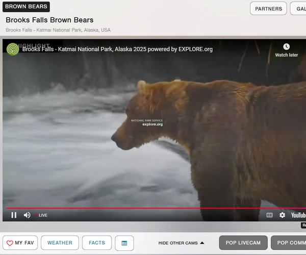 exploredotorgscreenbears