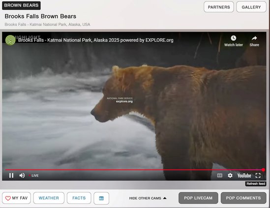 exploredotorgscreenbears
