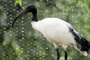 ibis