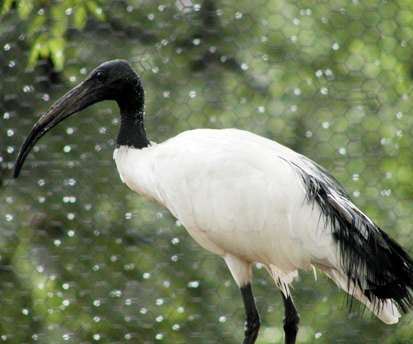 ibis