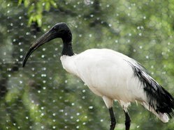 ibis
