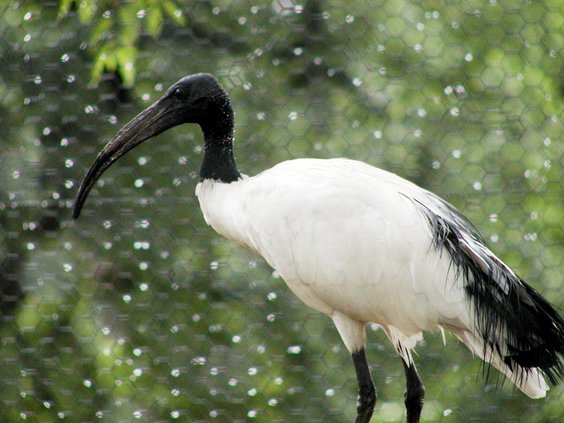 ibis