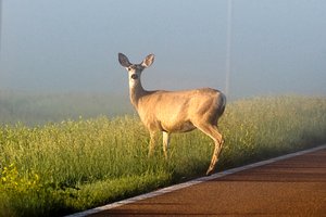 deer rut pic