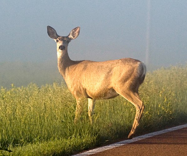 deer rut pic