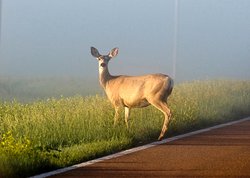 deer rut pic