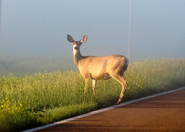 deer rut pic
